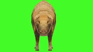 Green Screen Background Correcter In pig #ManywaysfrontSide #animation #video  #youtube #greenscreen