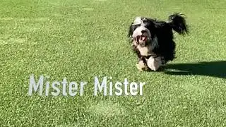 Mister Mister Running
