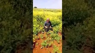 Kürtçe varamal nivce #shorts #short #shortvideo #shortsvideo #keşfet