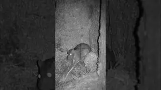Airgun night vision RAT pest control!! #youtubeshorts #airgun #pestcontrol  #night