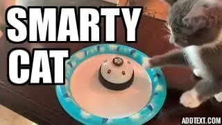 Smarty Cat - Give me a treat!