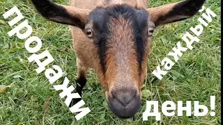 🟢Тайландская традесканция🟢БЕСПОКОЙНОЕ ХОЗЯЙСТВО🟢У меня, не как у людей🟢