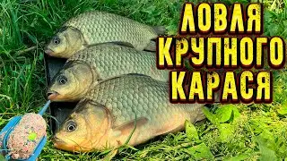 CATCHING BIG CRUCIAN CARP | Fishing for crucian carp on the FLAT method | crazy bite of crucian carp