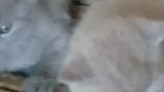 Мои коты и всё хочешь Я продолжаю набрать 2 лайков