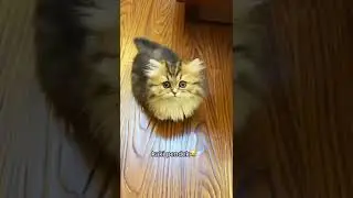 kucing lucu || funny cat #shorts