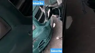 kambing viral makan cat mobil