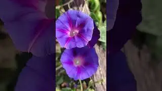 Пусть всё у Вас будет хорошо! Пожелание мира и добра!