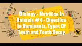 Digestion in Ruminants, Types of Teeth & Tooth Decay | Nutrition in Animals | Part - 4 | Biology