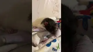 Крыс Емельян устал, отдыхает 