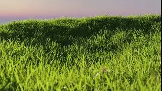 Test Render  Grass Blender Cycle 1080p