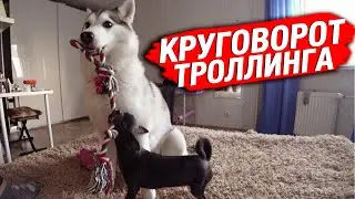 Круговорот троллинга с собаками