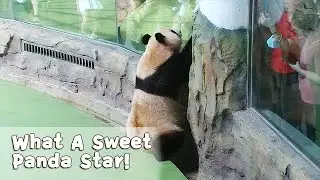 Star Panda Knows How To Win Fans' Hearts And Smiles | iPanda