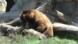 Grizzly bear scratches his balls