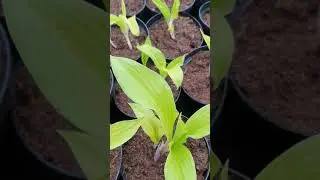 Хоста ЛИПСТИК БЛОНД хит продаж 