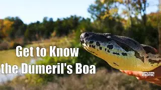 Get to Know the Dumeril's Boa