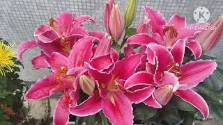 31 minutes relaxing sounds pink 🩷 lily Flowers Join live premier