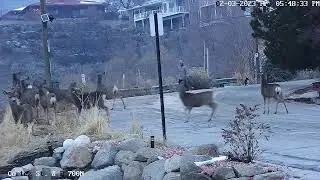 Little barky dog scares away deer