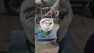 What a catch 😲😲😲🔥 crazy bite of roach Konaev Kapchagay fishing 