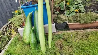 অক্টোবর মাসে এসে ও আমার গার্ডেনের বাংলা লাউ গুলো এত বড় হয়ে গেল