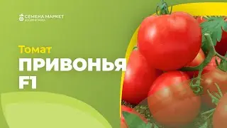 Томат ПРИВОНЬЯ F1 | 