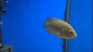 Malabar leaf fish || Indian rare fish variety