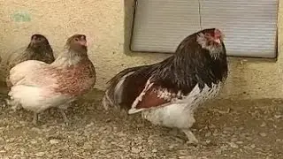 Household chickens breed