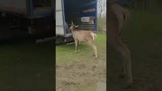 #олень