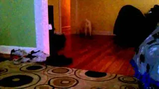 Lexi the Samoyed plays fetch with a snowman.