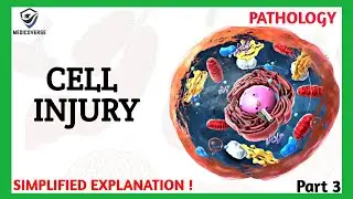 Cell Injury Pathology | Apoptosis | Part 3