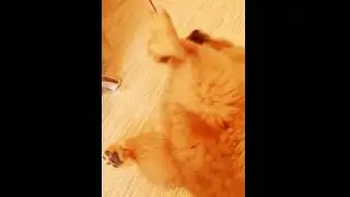 Щенок Чау-чау Кира и отработка хука с левой