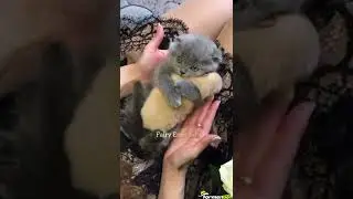 Yavru köpeği kucağına alan bir kedi