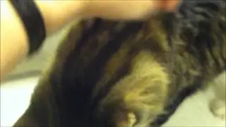 Life With Paws The Maine Coon Cat Getting A Massage  in LOVING THE SINK