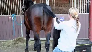 Imagefilm - Cavalli Sani Chiropraktik für Pferde - Jones-Art