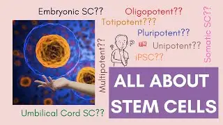 All About Stem Cells - Cell Potency & Stem Cell Types (Updated 2020)