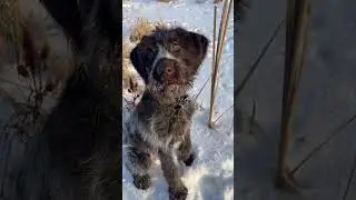 Щенок Дратхаар Лина 