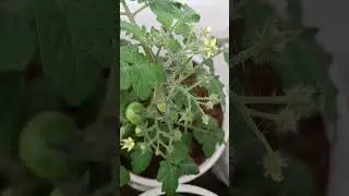 🌿🍅🍅 