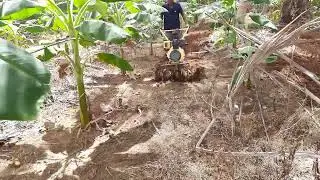 Kisankraft I KK-IC-300D I Banana Field Cultivation Slow Speed with Mini Tiller 6HP Power Weeder