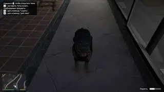 Как дрессировать Чопа Бесплатная прокачка тачки / Grand Theft Auto V