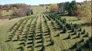 Cottor Tree Farm | Osceola Wisconsin East Farmington | Trees For Sale in WI on the Minnesota boarder