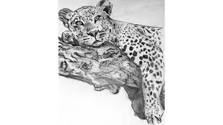 Draw a leopard 🐆 |easy drawing |realistic drawing tutorial