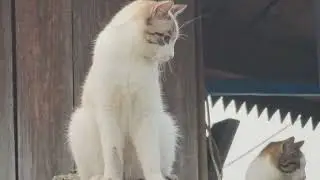 Мытие мое