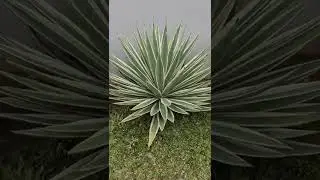 agave plant #shorts
