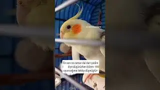 #sultanpapağanı #viralvideos #viralvideo #viral #shortsyoutube #shorts