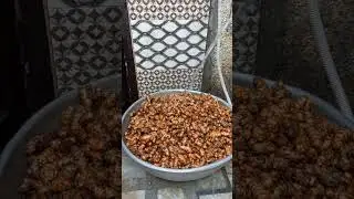 #हल्दी की गांठ #turmeric root
