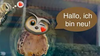 Der Neue, was stört mich an Filmdarstellungen und mehr! 🦅 🦉