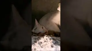 Спасение котёнка из воздуховода. #мчсроссии #службаспасения #спасатели #помощьживотным #кошки #чс