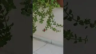 🙏سبخان الله🙏
