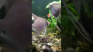 Рыбка 🐠 скалярия и 