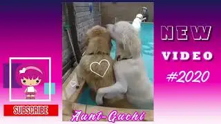 Новый сборник СМЕШНЫЕ СОБАКИ | Прикольное видео о домашних животных | New  FUNNY DOGS