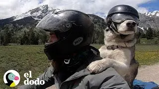 Hombre hace el acto más dulce cuando su perro mayor quiere ir en moto | El Dodo